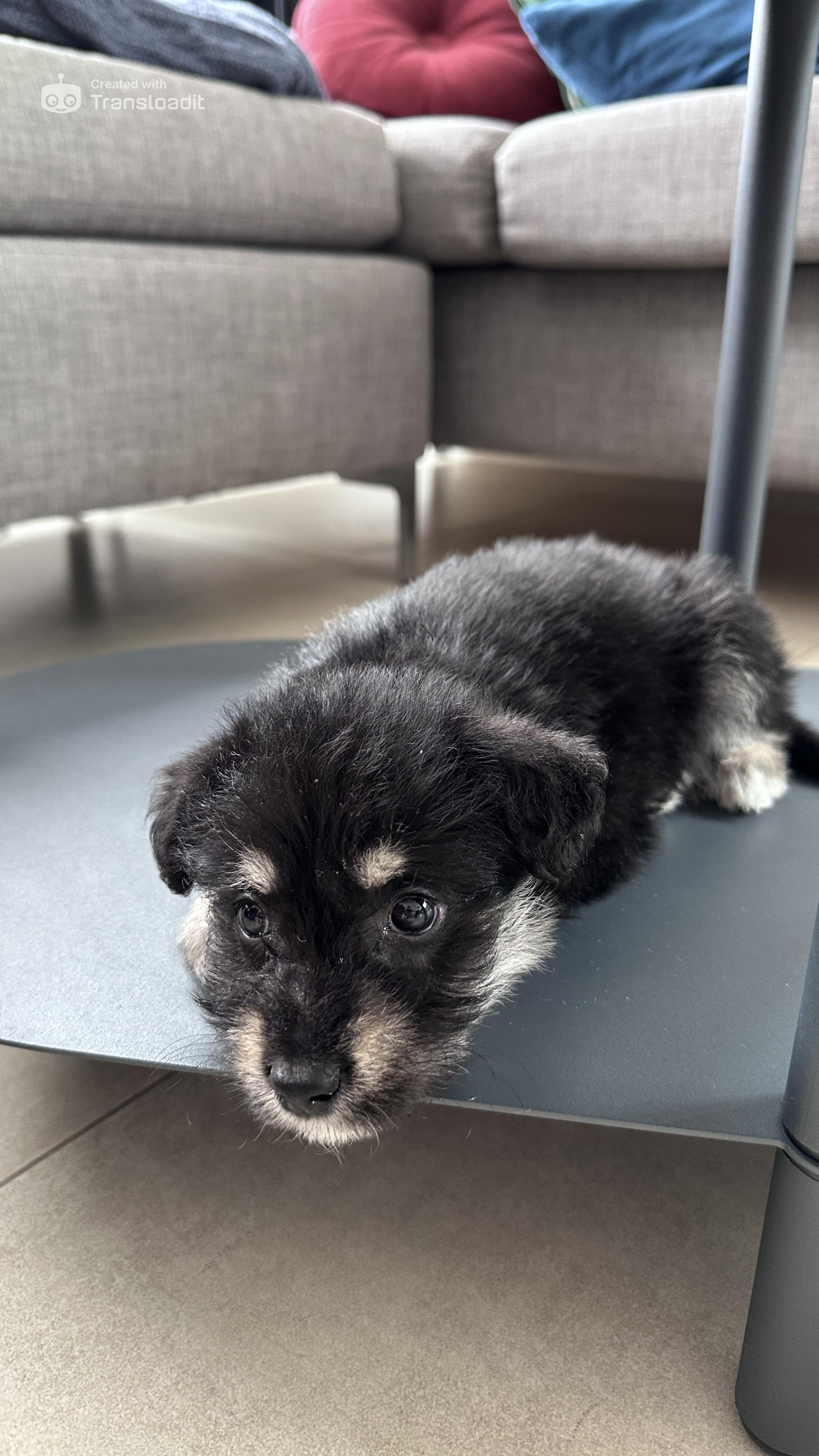 Foto de Jack (alternativa)