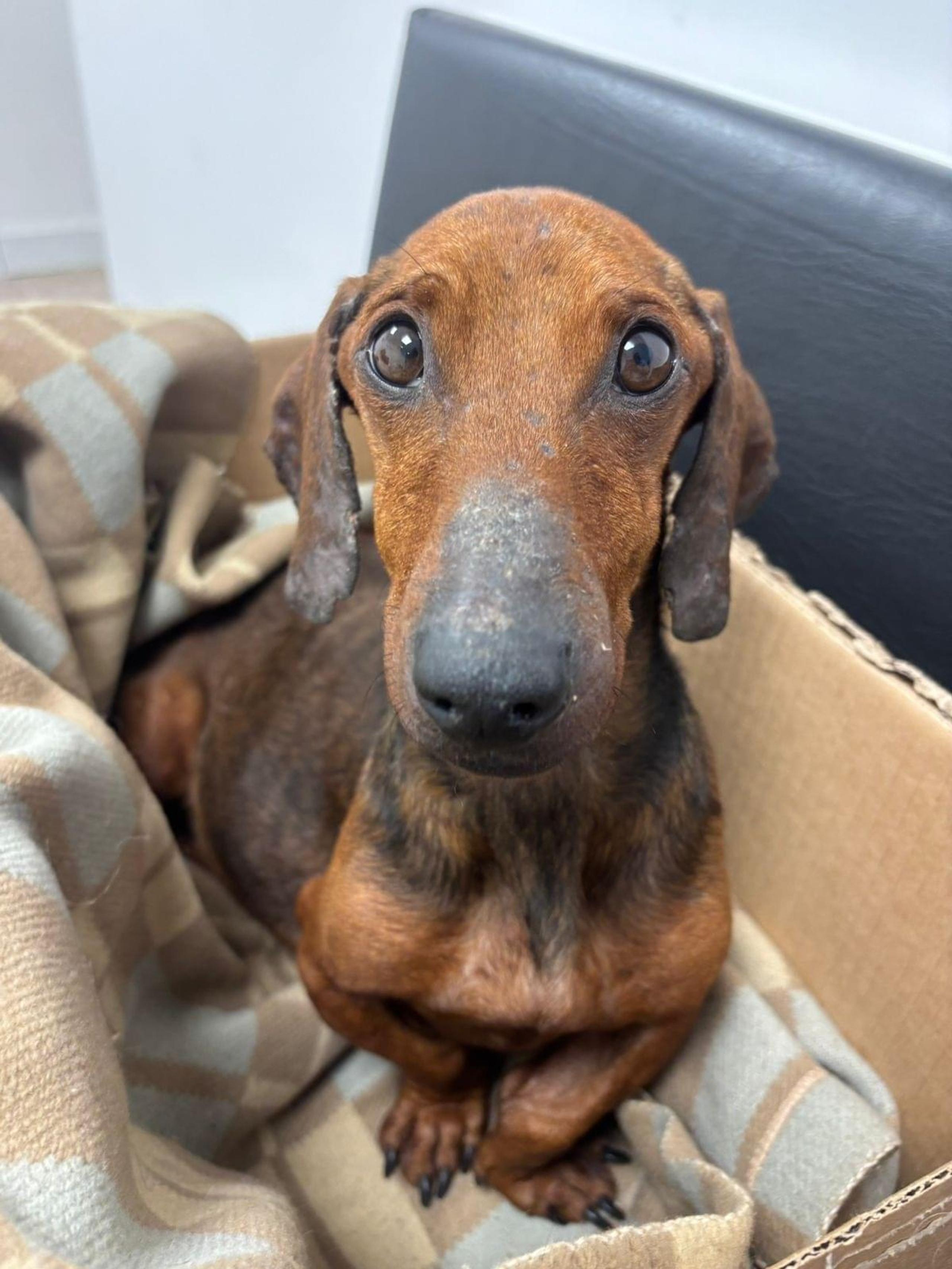 Foto de Ruffo