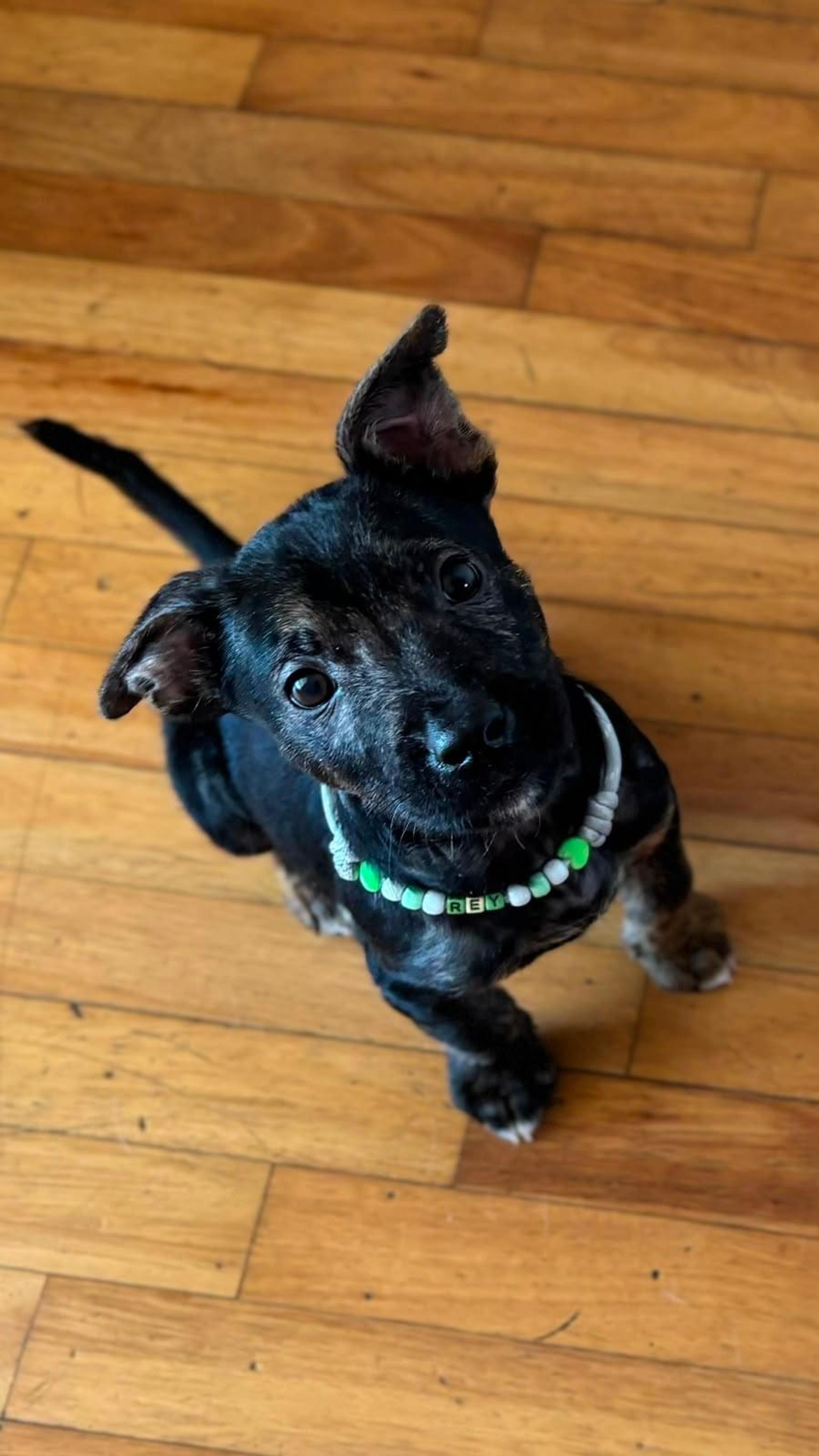 Foto de Rey (alternativa)
