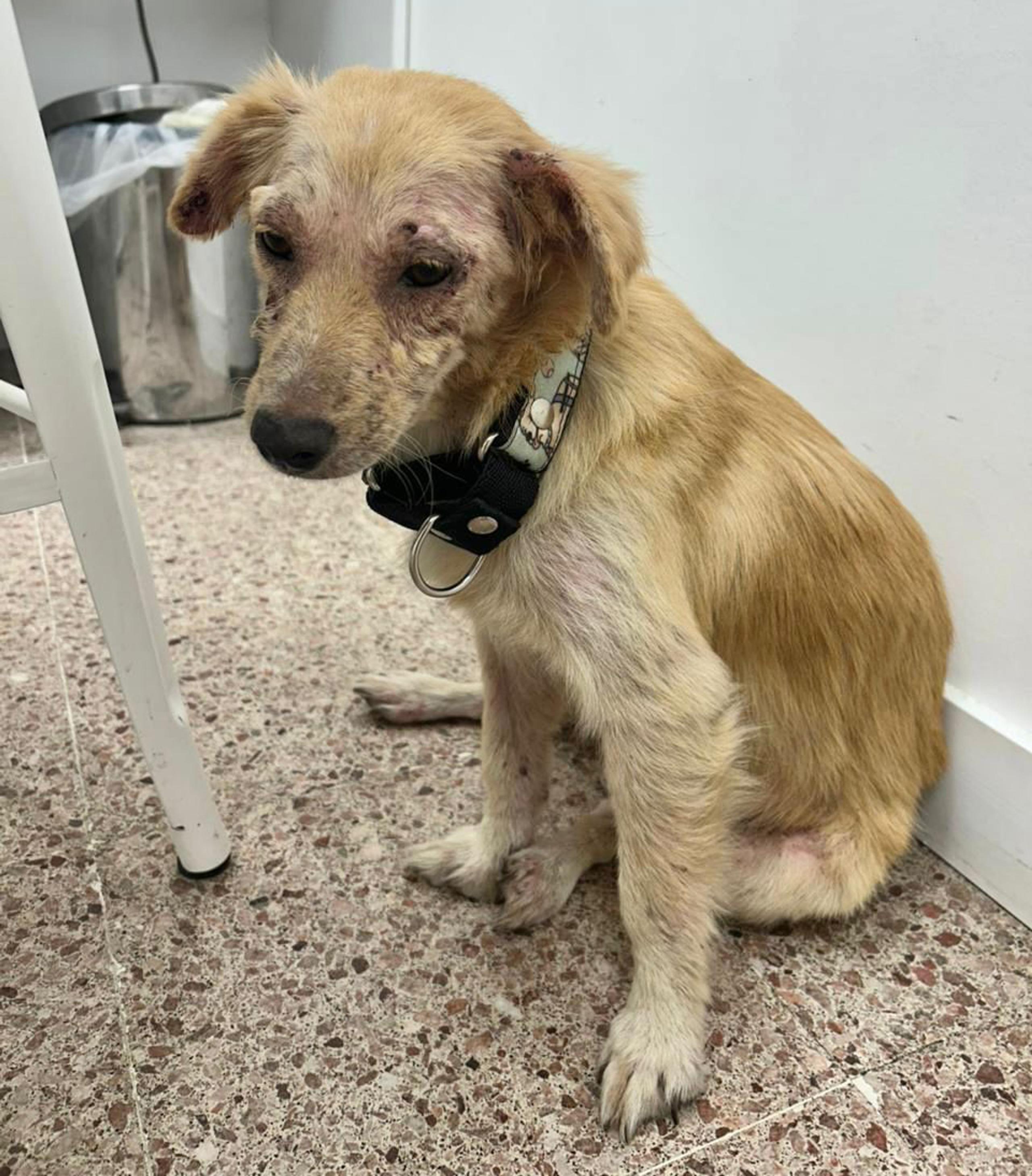 Foto de Ailana (alternativa)