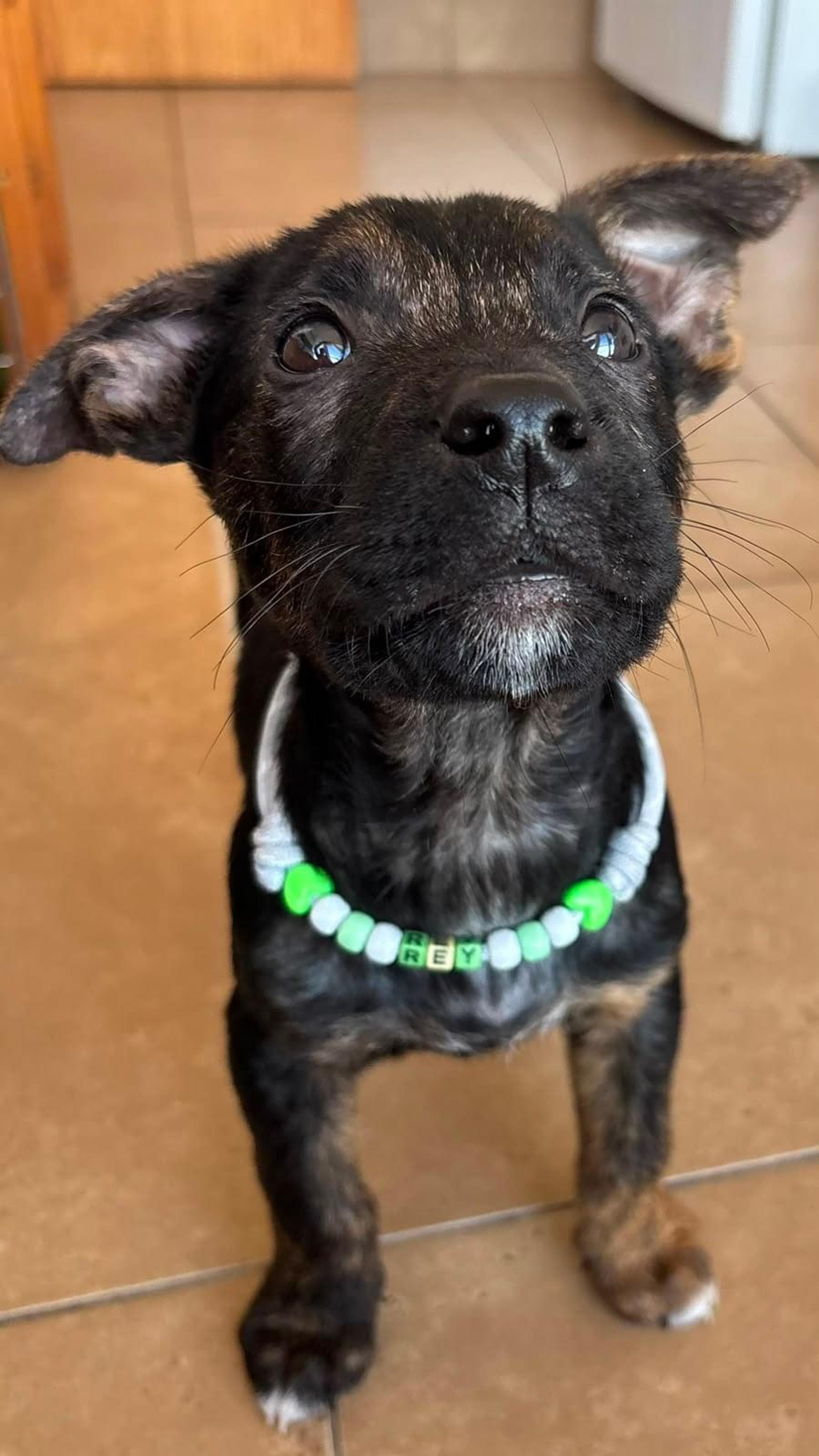 Foto de Rey