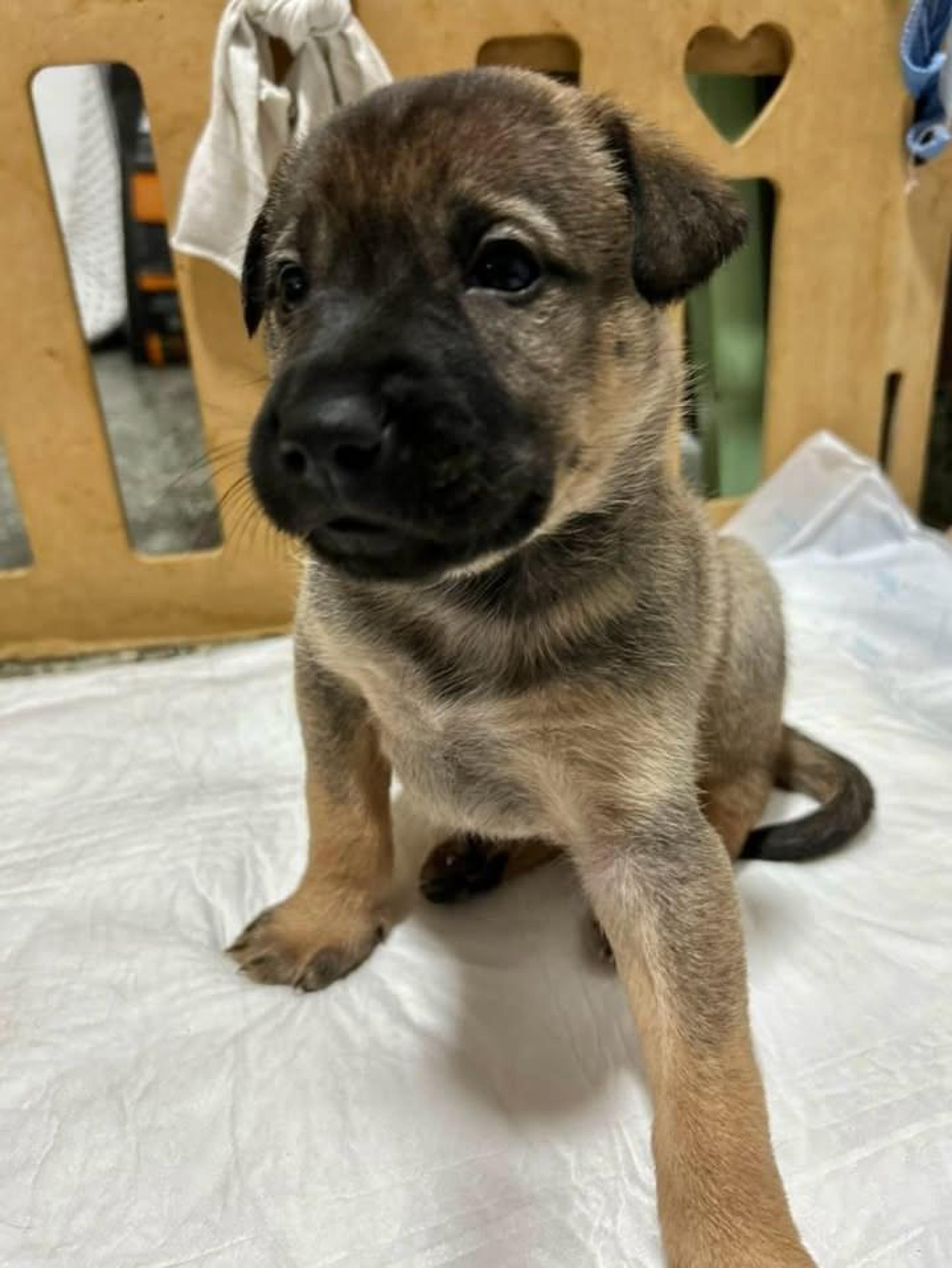 Foto de Tomillo