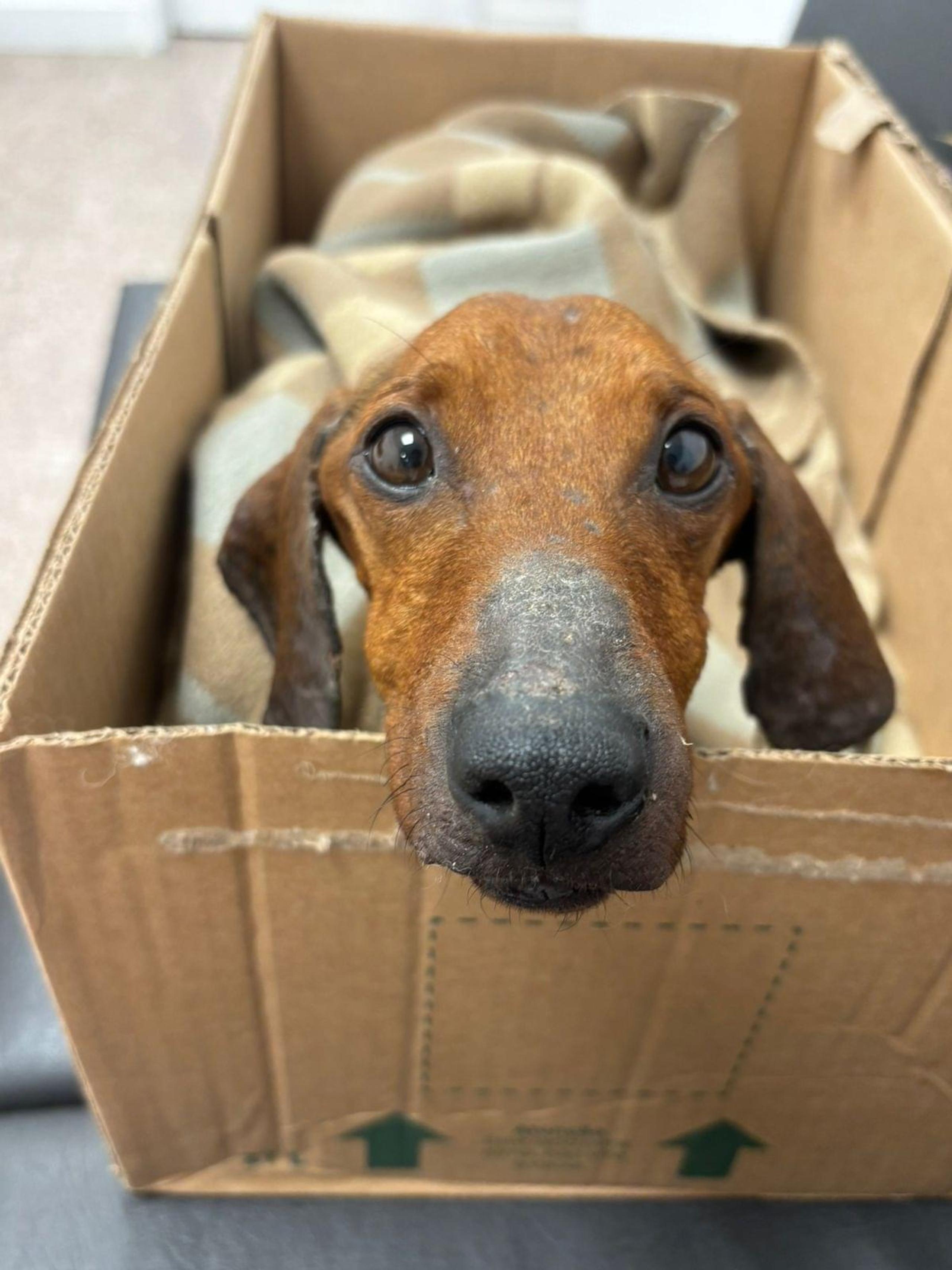 Foto de Ruffo (alternativa)