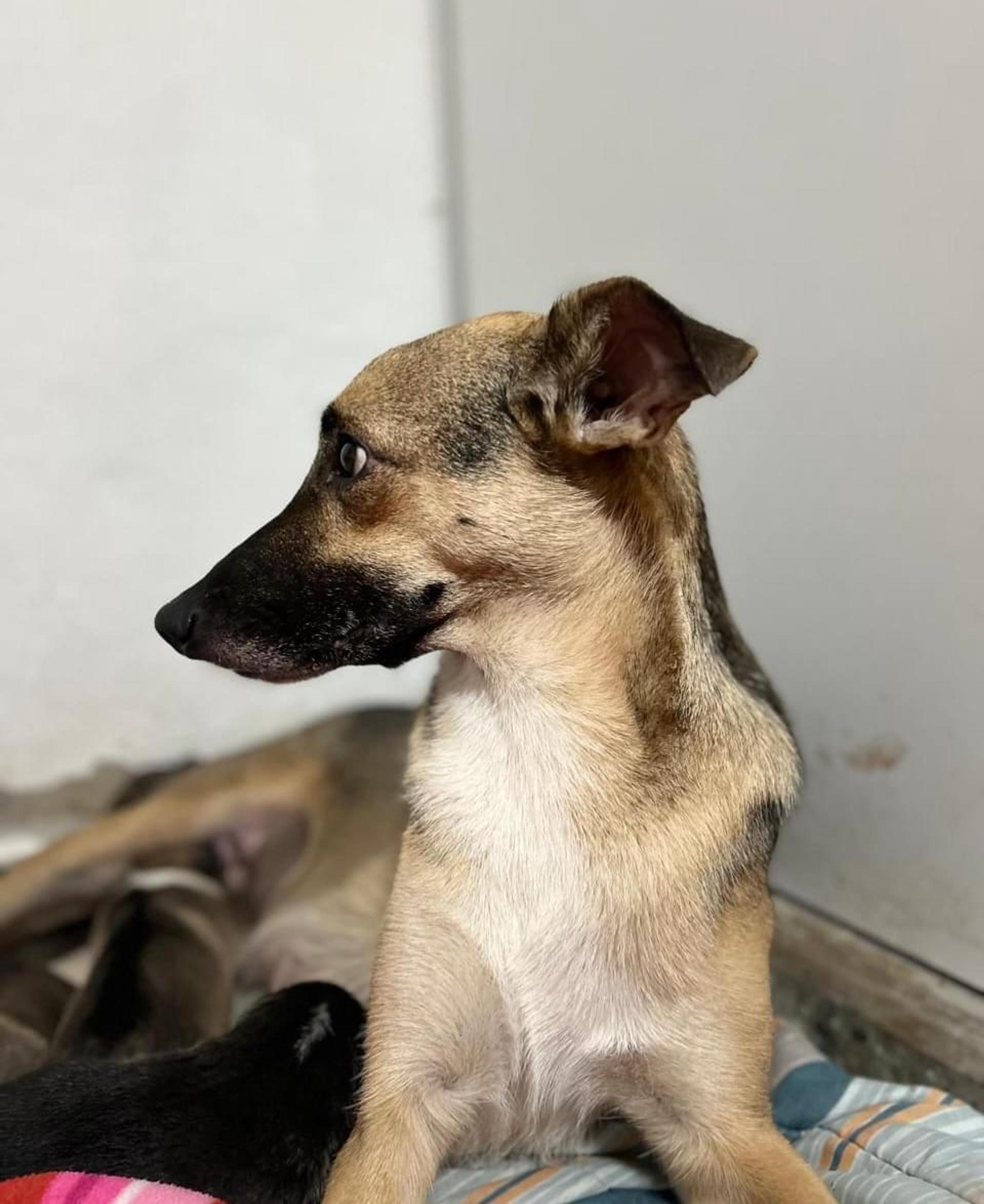 Foto de Pimienta (alternativa)
